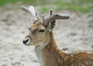 mesopotamian-deer