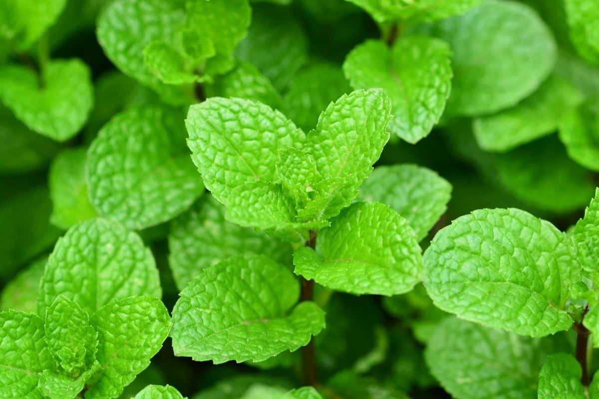 mint plant close up photo