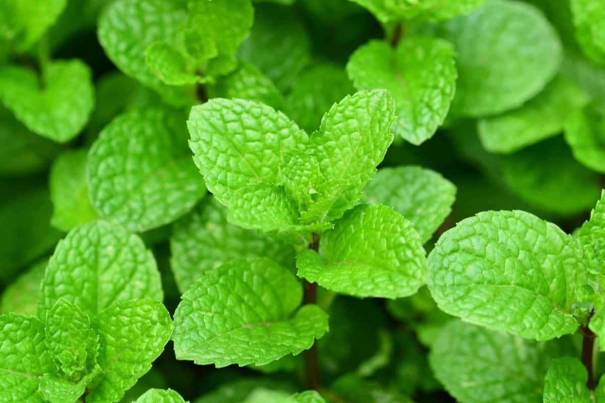 Does Mint Repel Mosquitoes? Best Natural Mosquito Repellants