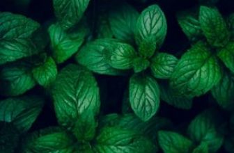 mint plants wallpaper