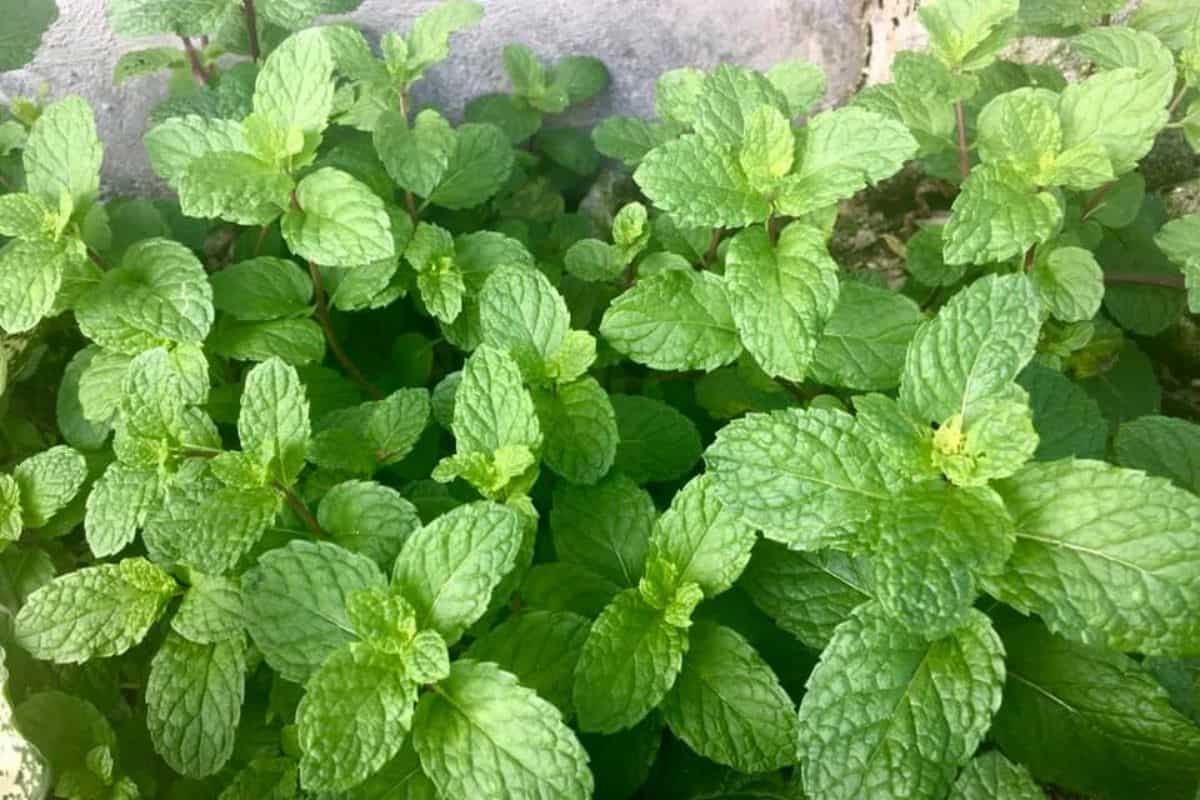 mint plants