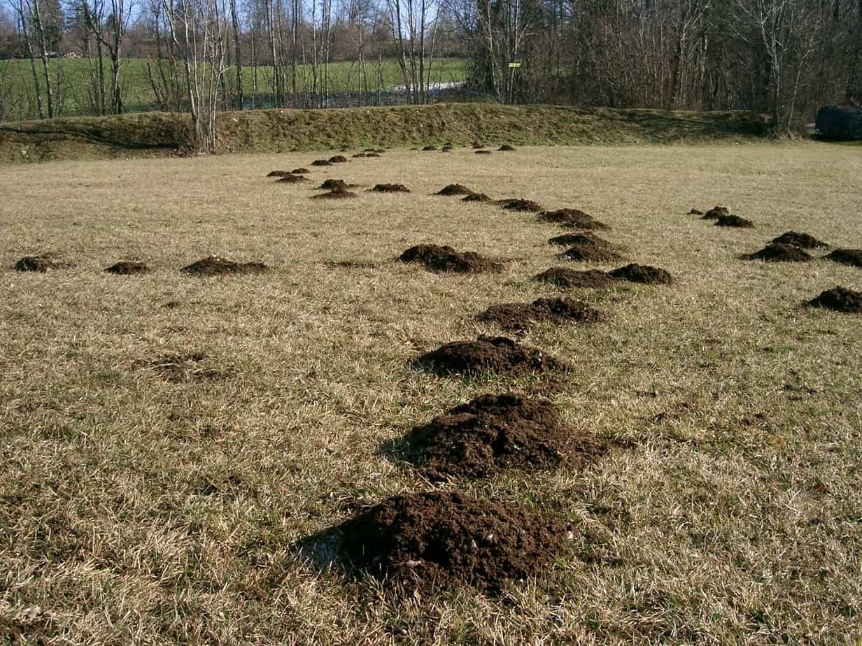 mole hills in a field