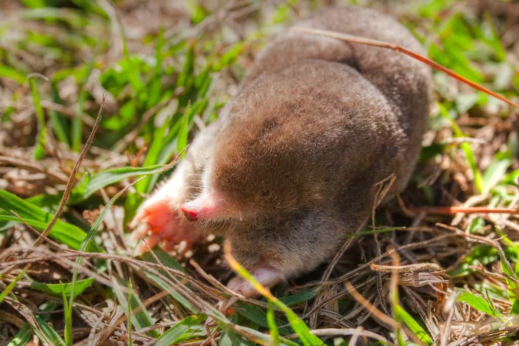 mole on the grass