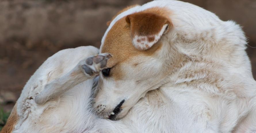 mongrel dog that scratches by flea