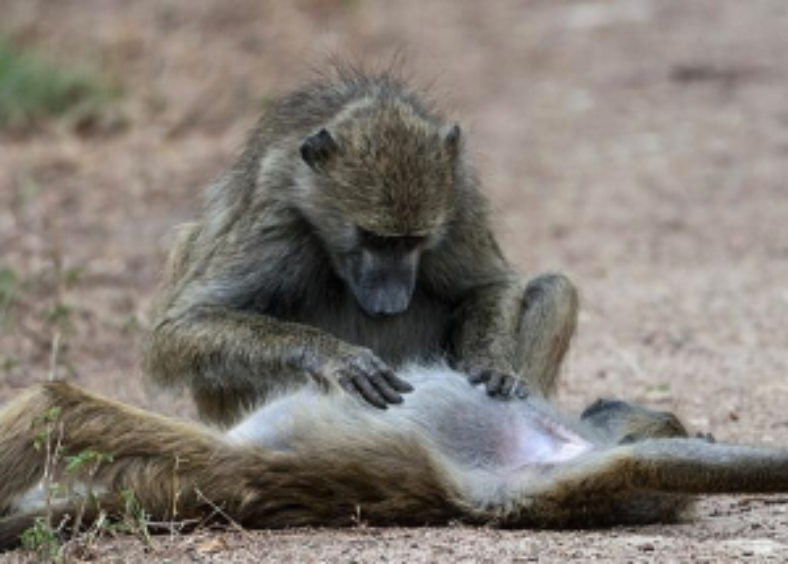 monkey looking for a flea on a lying dog