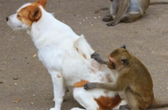 monkey looking for fleas on dog