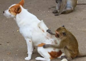 monkey looking for fleas on dog