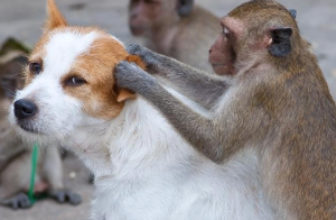 monkey removes fleas from dog