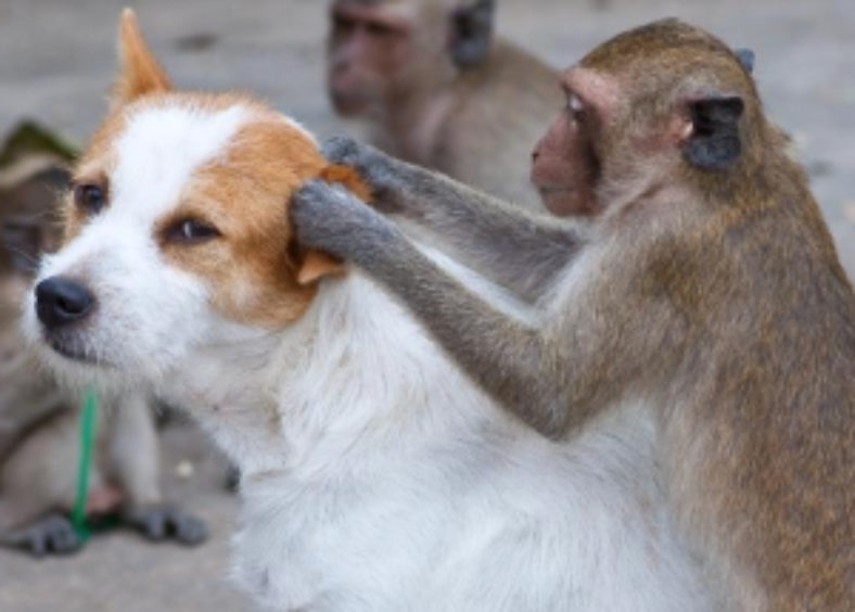 monkey removes fleas from dog