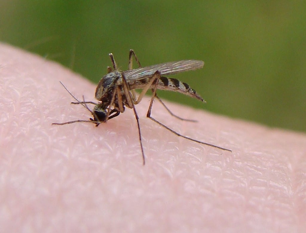 mosquito-bite