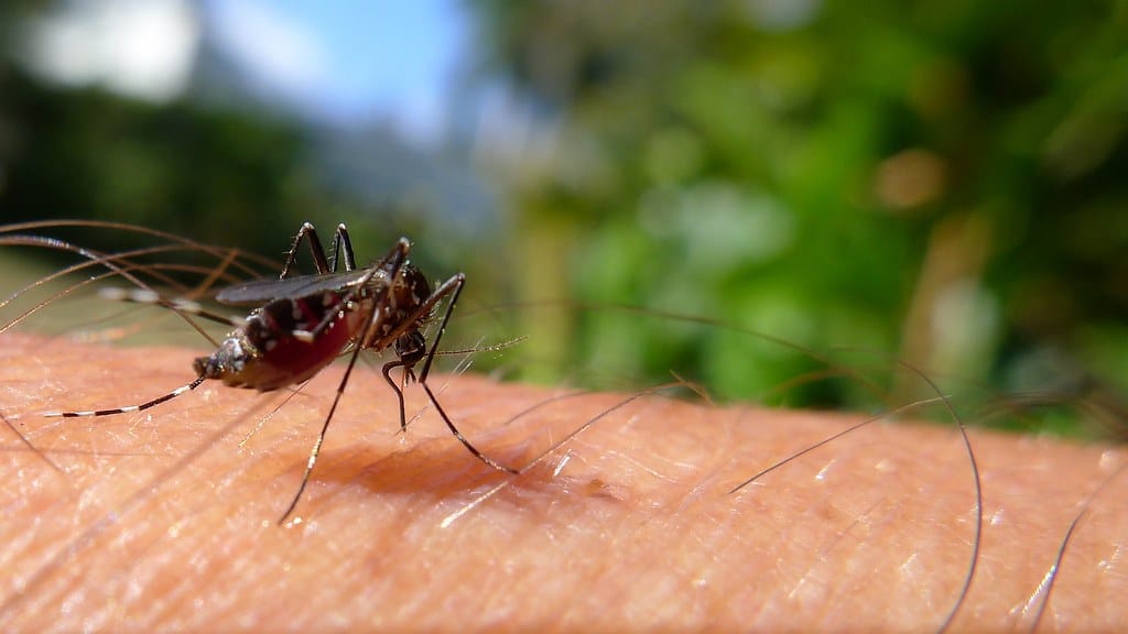 mosquito biting a human