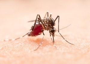 mosquito feeding on blood