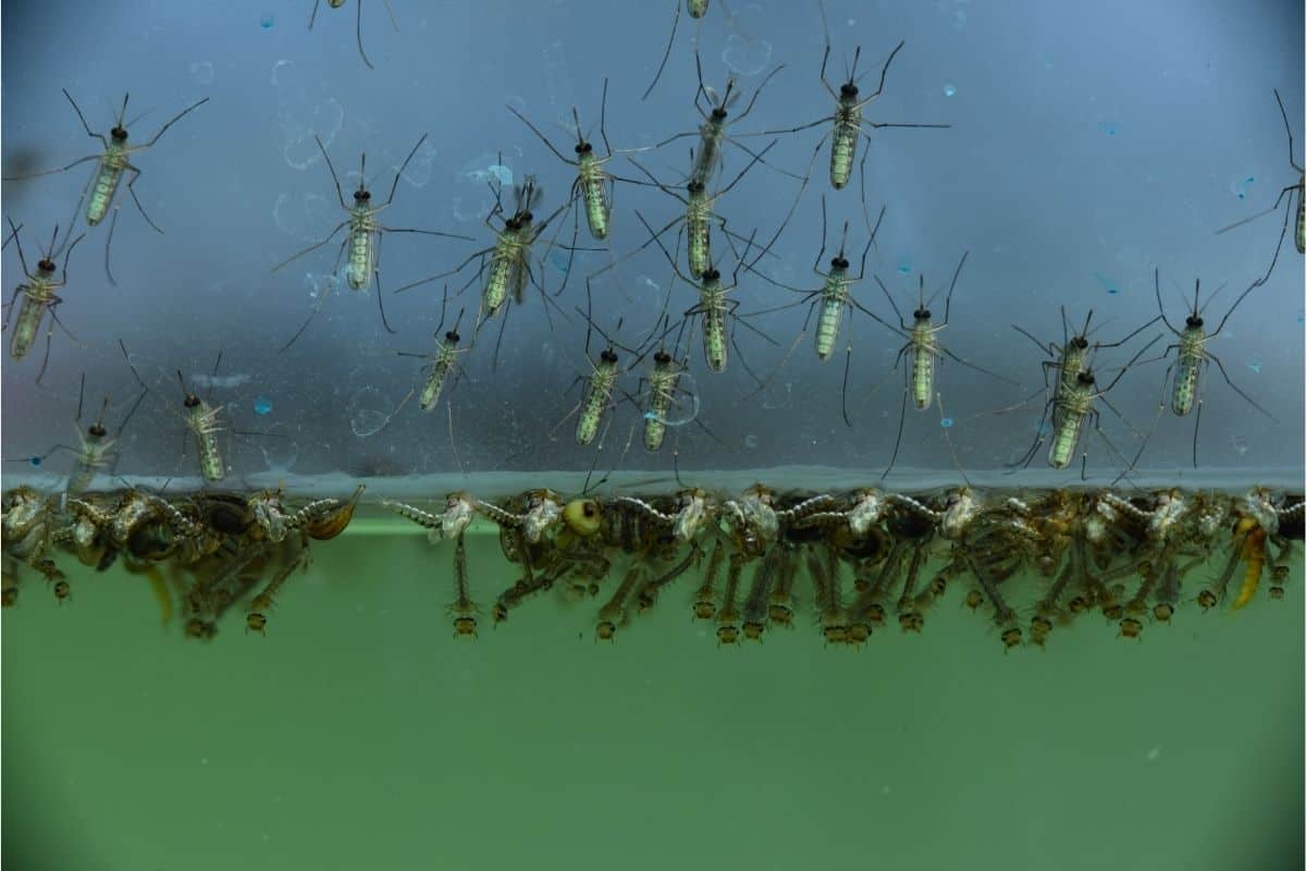 mosquito larvae in water