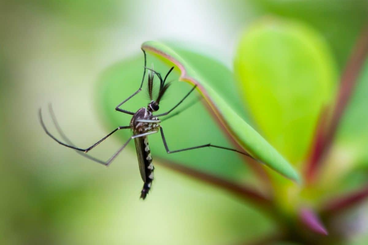 mosquito on a leaf