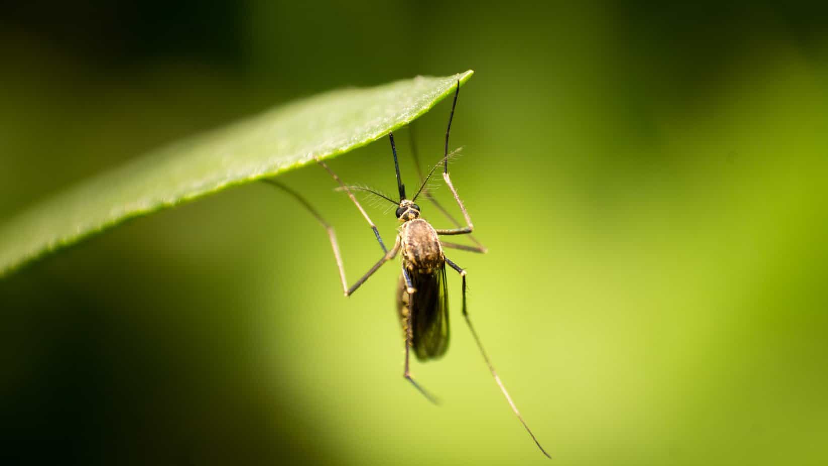 mosquito on a leaf, close-up