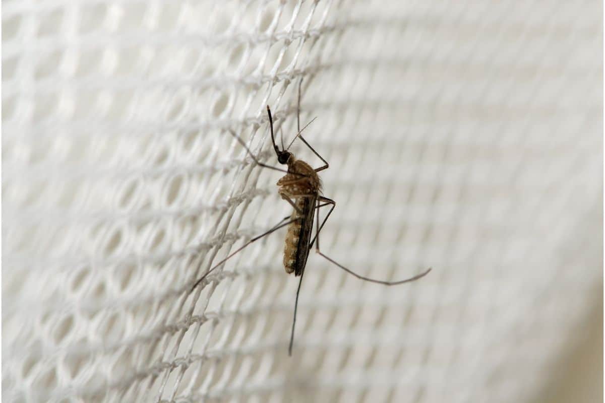 mosquito on a net