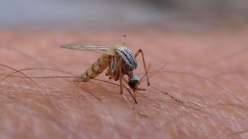 brown mosquito sitting on skin