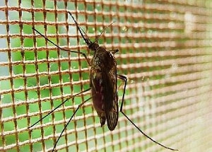 mosquito on the net