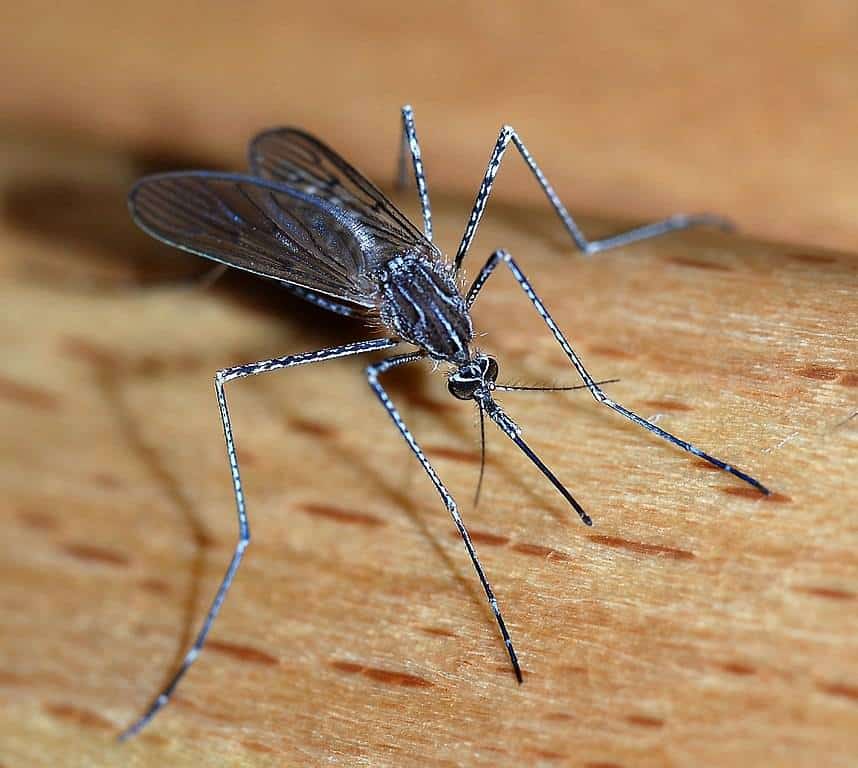 mosquito on the wood