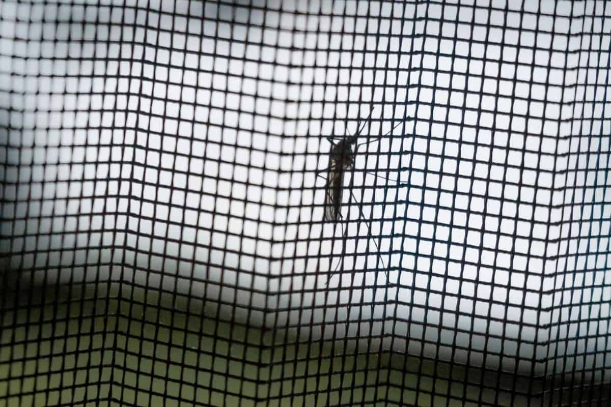 mosquito sitting on a net