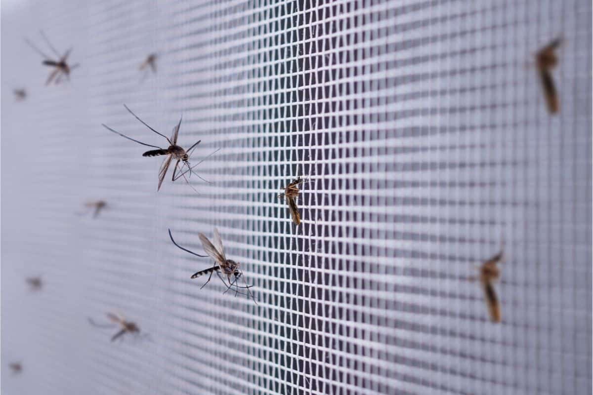 mosquitoes on insect net