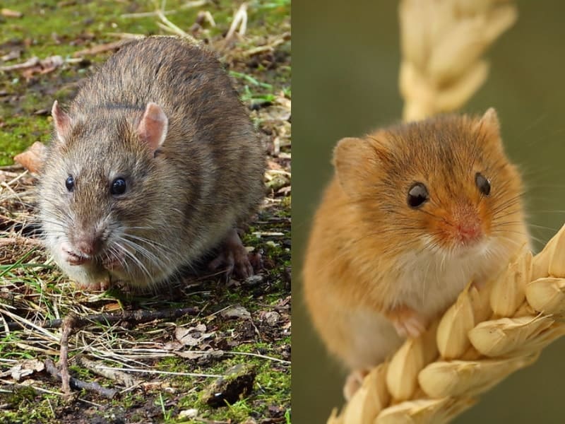 brown rat and harvest mouse appearance comparison