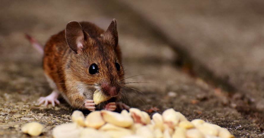 mouse eating nuts