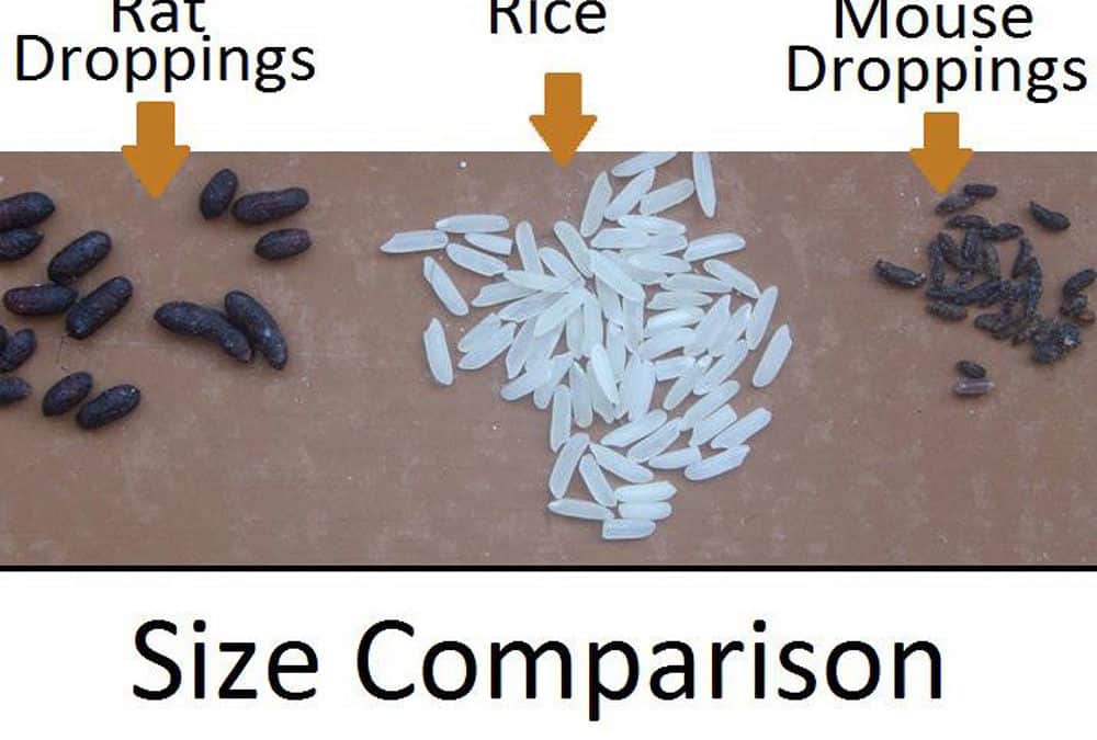 rat feces compared to rice and mice poop