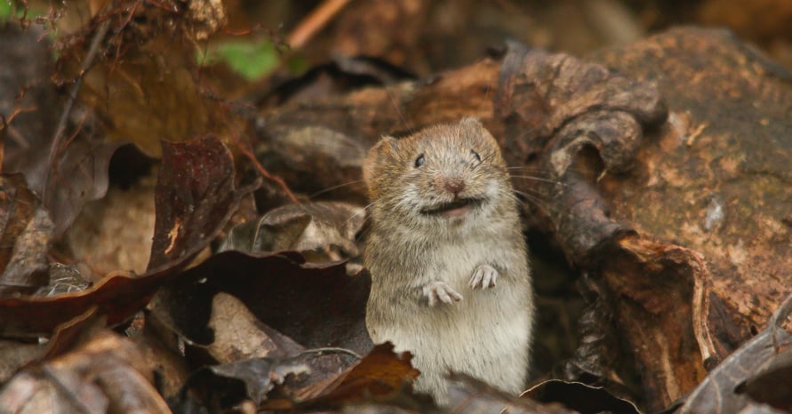 mouse on its hind legs