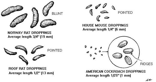 mouse poop compared to others