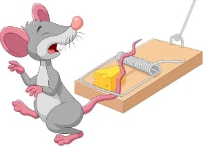 best mouse trap bait