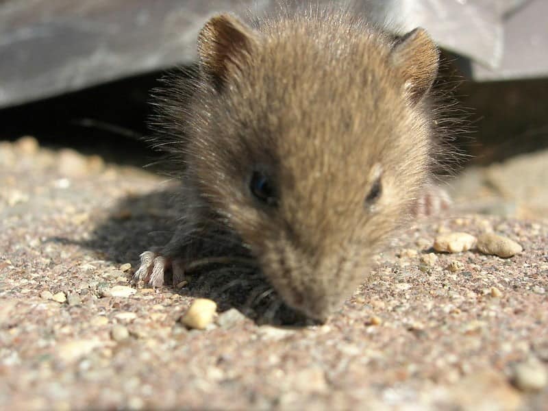 brown mouse hiding under corner of a building