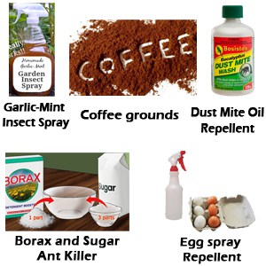 ants remedies remedy sugar ant killer natural rid control pest invasion