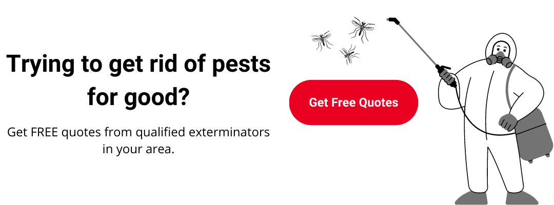 Best Fly Repellent in 2022: Expert Reviews