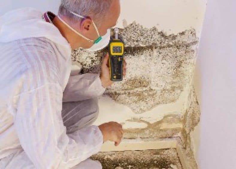 Identifying the Signs of Termite Infestation