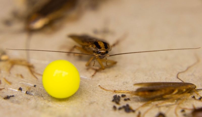 ockroaches near the poison ball