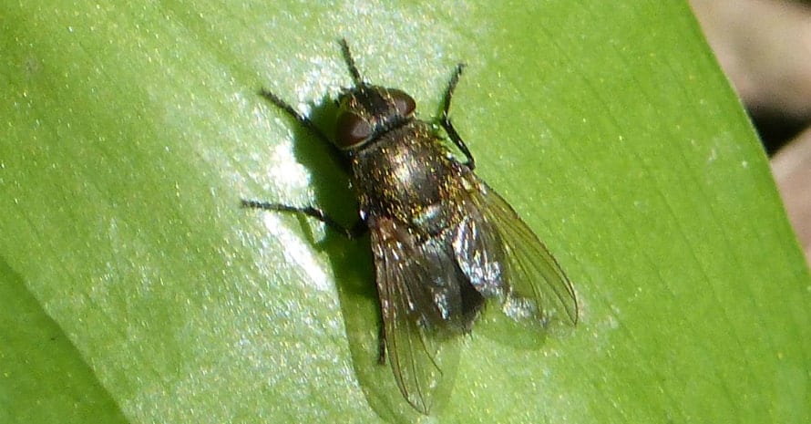 what causes cluster flies in the house