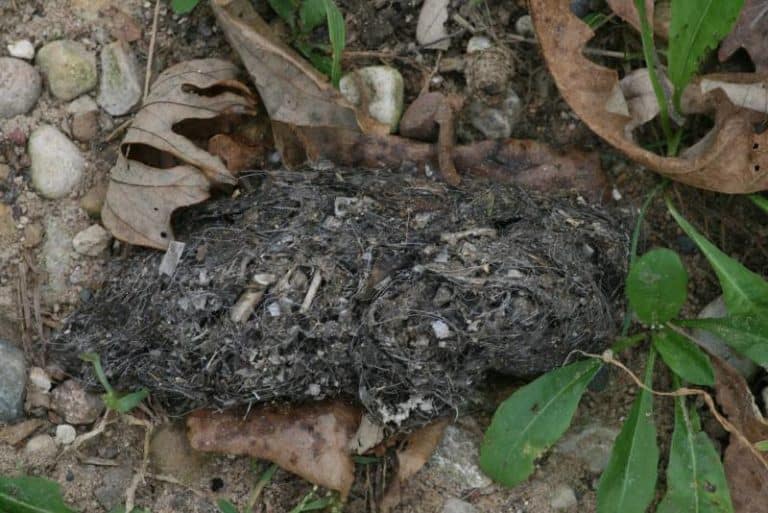 coyote poop images