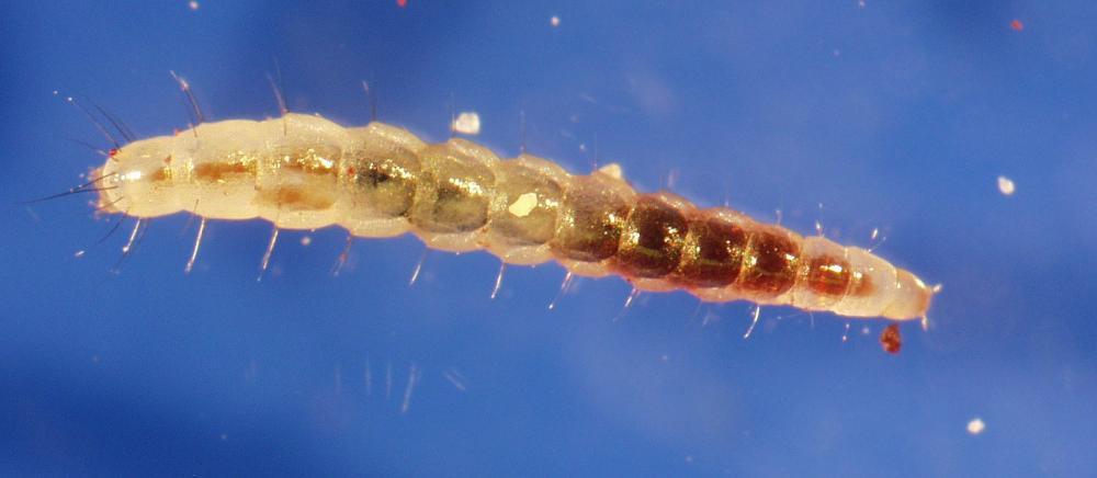 flea larvae