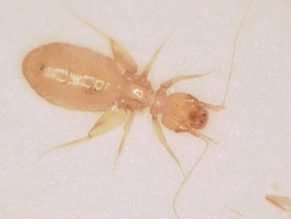 7 Bugs That Look Like Bed Bugs But Aren't [with Pictures]