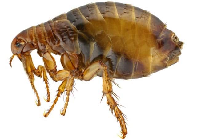 7 Bugs That Look Like Bed Bugs But Aren't [with Pictures]