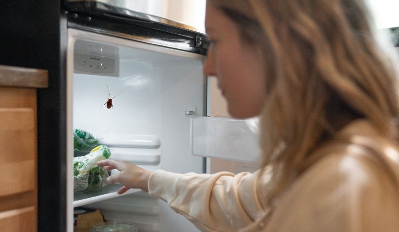 Open Refrigerator With A Cockroach 