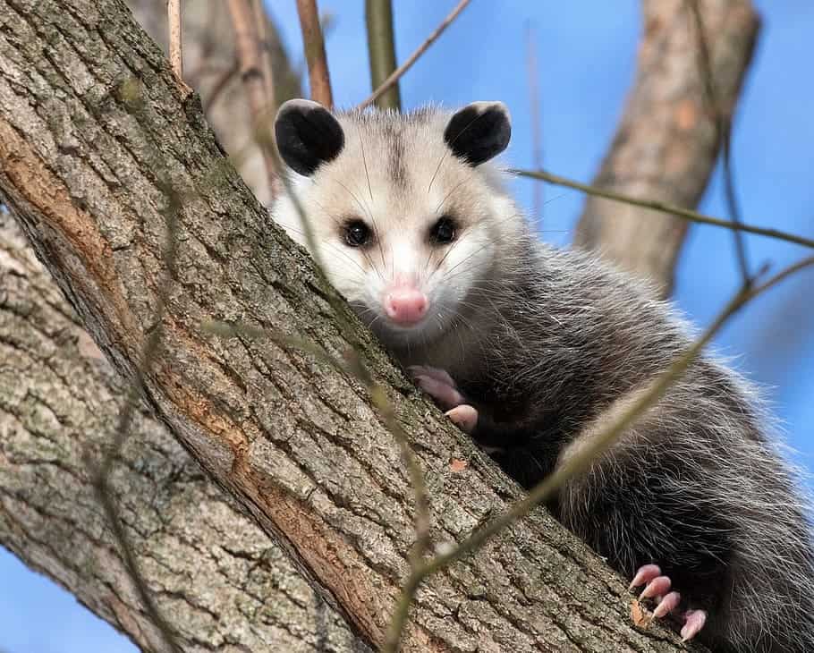 Possum in the wild