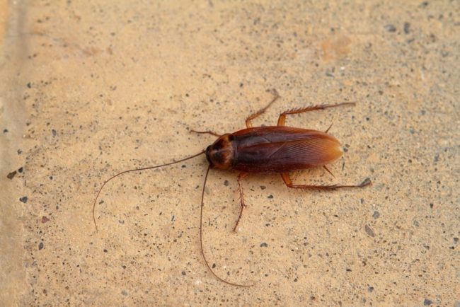 Bugs That Look Like Cockroaches But Aren’t (With Pictures)