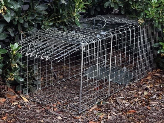 5 Best Groundhog Traps in 2022 [Detailed Reviews]