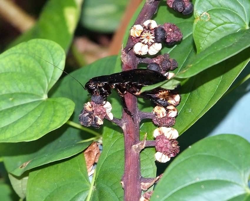 palmetto bug eating a flower