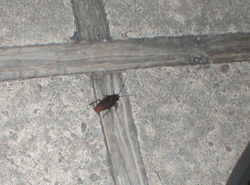 palmetto bug walking on a wall