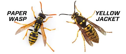 paper wasp and yellowjacket