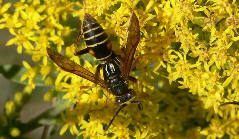 paper-wasp-on-yellow-flowers