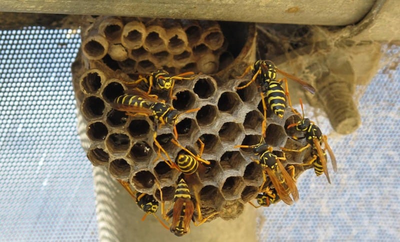 paper-wasps-nest